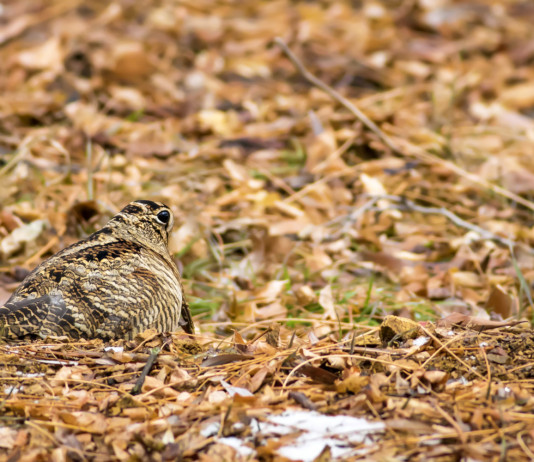 Respinto il ricorso sul calendario venatorio dell’Emilia Romagna Respinto il ricorso sul calendario venatorio dell'Emilia Romagna: beccaccia nel bosco tra le foglie autunnali