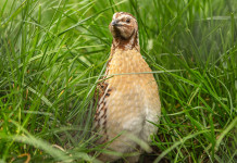 Respinto il ricorso sul calendario venatorio della Sicilia Respinto il ricorso sul calendario venatorio della Sicilia: quaglia