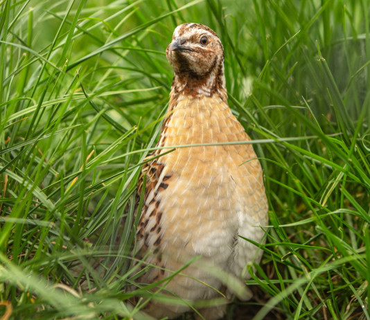 Respinto il ricorso sul calendario venatorio della Sicilia Respinto il ricorso sul calendario venatorio della Sicilia: quaglia