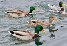 Respinto ricorso contro le disposizioni sull’esercizio della caccia nelle Marche Respinto ricorso contro le disposizioni sull’esercizio della caccia nelle Marche: germani reali in ambiente acquatico