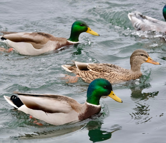 Respinto ricorso contro le disposizioni sull’esercizio della caccia nelle Marche Respinto ricorso contro le disposizioni sull’esercizio della caccia nelle Marche: germani reali in ambiente acquatico