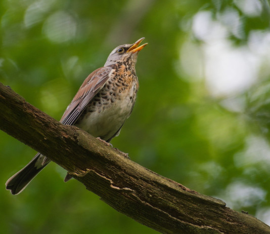 Riapre la caccia al tordo in Veneto Riapre la caccia al tordo in Veneto: cesena (turdus pilaris, fieldfare) su ramo