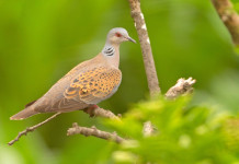 Richiesti chiarimenti sulla preapertura della caccia alla tortora in Sardegna Richiesti chiarimenti sulla preapertura della caccia alla tortora in Sardegna