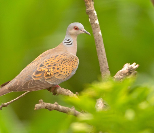 Richiesti chiarimenti sulla preapertura della caccia alla tortora in Sardegna Richiesti chiarimenti sulla preapertura della caccia alla tortora in Sardegna