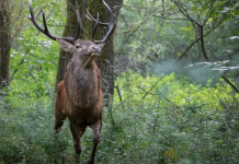 Ricorso al Tar sulla caccia di selezione al cervo in Abruzzo