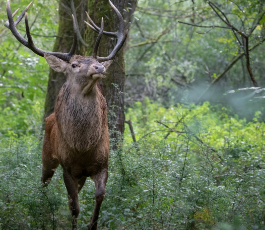 Ricorso al Tar sulla caccia di selezione al cervo in Abruzzo