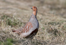 Ricorso contro il calendario venatorio della Toscana Ricorso contro il calendario venatorio della Toscana: starna