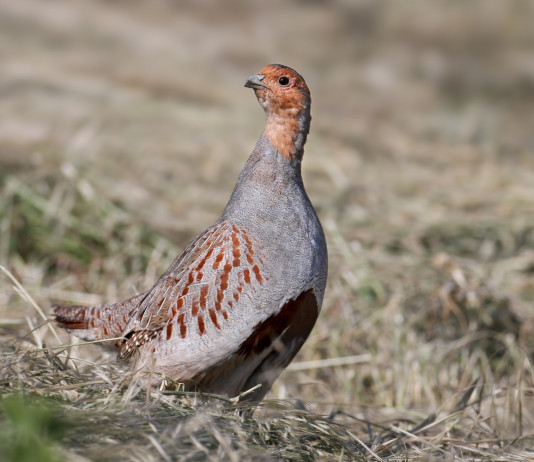 Ricorso contro il calendario venatorio della Toscana Ricorso contro il calendario venatorio della Toscana: starna