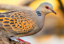 Sospesa la preapertura della caccia alla tortora in Sardegna Sospesa la preapertura della caccia alla tortora in Sardegna