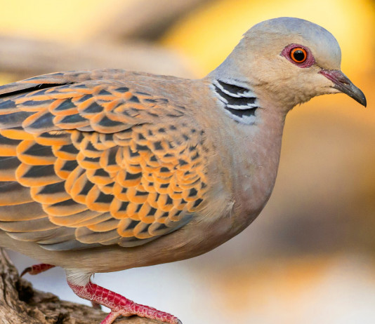 Sospesa la preapertura della caccia alla tortora in Sardegna Sospesa la preapertura della caccia alla tortora in Sardegna