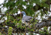 Sparvoli (Libera Caccia): «Calendari venatori per legge» Sparvoli (Libera Caccia): «Calendari venatori per legge»: colombaccio sul ramo di un albero