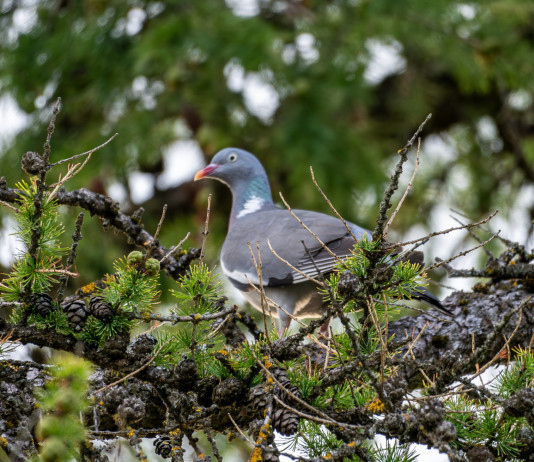 Sparvoli (Libera Caccia): «Calendari venatori per legge» Sparvoli (Libera Caccia): «Calendari venatori per legge»: colombaccio sul ramo di un albero