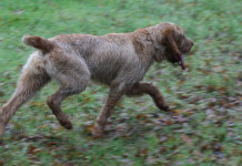 Spinoni e bracchi italiani: una speciale nel Bolognese Spinoni e bracchi italiani una speciale nel Bolognese