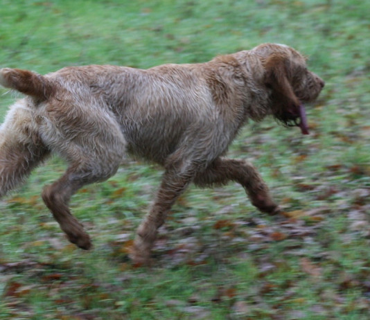Spinoni e bracchi italiani: una speciale nel Bolognese Spinoni e bracchi italiani una speciale nel Bolognese