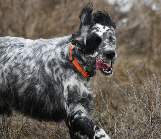 Sui calendari venatori Buconi (Fidc) chiede riforma della legge sulla caccia Sui calendari venatori Buconi (Fidc) chiede riforma della legge sulla caccia: setter a caccia