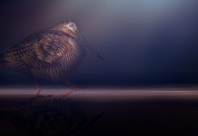 Sul calendario venatorio delle Marche la Federcaccia ricorre al Consiglio di Stato Sul calendario venatorio delle Marche la Federcaccia ricorre al Consiglio di Stato: beccaccia