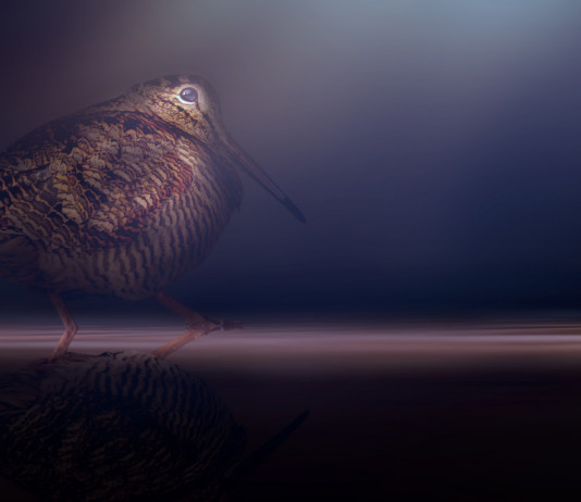 Sul calendario venatorio delle Marche la Federcaccia ricorre al Consiglio di Stato Sul calendario venatorio delle Marche la Federcaccia ricorre al Consiglio di Stato: beccaccia