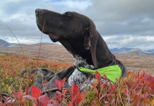 Beccacce che Passione 4 2024 è in edicola beccacce che passione 4-2024