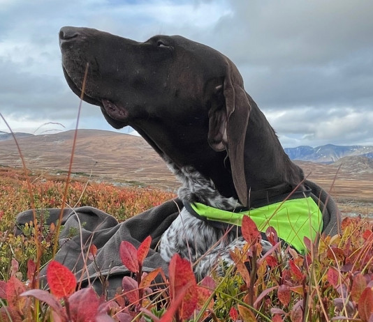 Beccacce che Passione 4 2024 è in edicola beccacce che passione 4-2024