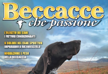 Beccacce che Passione numero 4 2024 vi aspetta in edicola beccacce che passione numero 4 2024