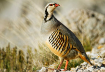 Anticipata sentenza sul calendario venatorio del Piemonte Anticipata sentenza sul calendario venatorio del Piemonte: coturnice