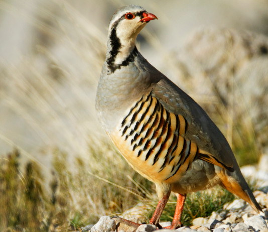 Anticipata sentenza sul calendario venatorio del Piemonte Anticipata sentenza sul calendario venatorio del Piemonte: coturnice