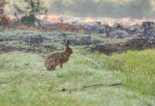 Apre la caccia alla lepre italica in Sicilia Apre la caccia alla lepre italica in Sicilia