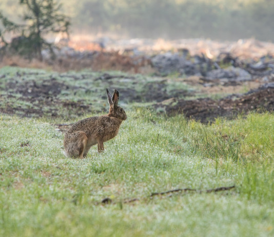 Apre la caccia alla lepre italica in Sicilia Apre la caccia alla lepre italica in Sicilia