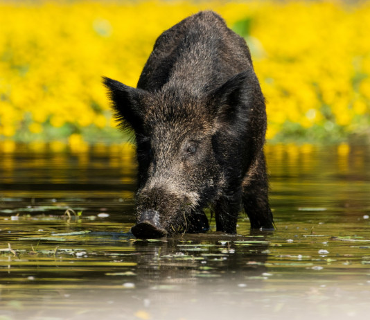 Arcicaccia Basilicata chiede deroghe per la caccia al cinghiale Arcicaccia Basilicata chiede deroghe per la caccia al cinghiale: cinghiale beve da specchio d'acqua