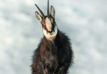 Caccia Magazine novembre 2024 in edicola Caccia Magazine novembre 2024 in edicola: camoscio sulle Alpi