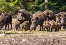 Cinghiali in movimento Cinghiali in movimento