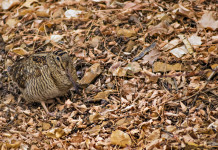 Dopo la sentenza sul calendario venatorio delle Marche l’Arcicaccia attacca la Fidc Dopo la sentenza sul calendario venatorio delle Marche l’Arcicaccia attacca la Fidc