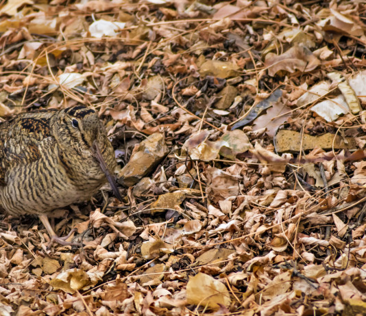 Dopo la sentenza sul calendario venatorio delle Marche l’Arcicaccia attacca la Fidc Dopo la sentenza sul calendario venatorio delle Marche l’Arcicaccia attacca la Fidc