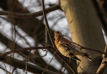 Federcaccia Lombardia chiede abolizione dell’istituto dei valichi montani Federcaccia Lombardia chiede abolizione dell’istituto dei valichi montani: cesena