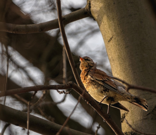 Federcaccia Lombardia chiede abolizione dell’istituto dei valichi montani Federcaccia Lombardia chiede abolizione dell’istituto dei valichi montani: cesena