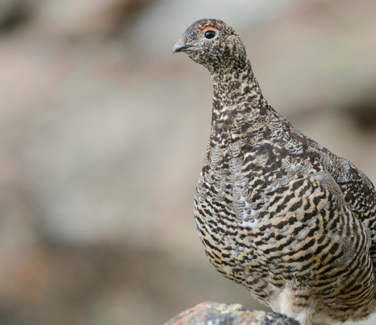 Federcaccia Piemonte chiede ripristino calendario venatorio originario Federcaccia Piemonte chiede ripristino calendario venatorio originario: pernice bianca (rock ptarmigian, lagopus muta)