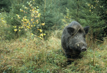 Filippini firma ordinanza 5/24 contro la peste suina africana Filippini firma ordinanza 5/24 contro la peste suina africana: cinghiale nel bosco