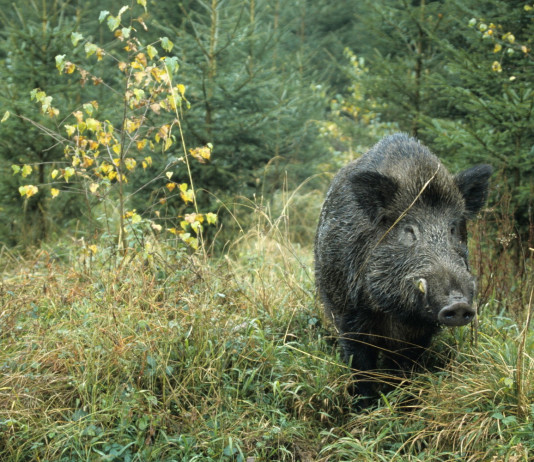 Filippini firma ordinanza 5/24 contro la peste suina africana Filippini firma ordinanza 5/24 contro la peste suina africana: cinghiale nel bosco