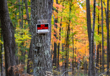 Fino a domenica stop alla caccia in provincia di Napoli Fino a domenica stop alla caccia in provincia di Napoli: divieto di caccia