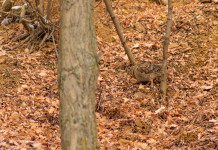 Il Tar dell’Umbria: «Key concept non giuridicamente vincolanti» Il Tar dell'Umbria: «Key concept non giuridicamente vincolanti» - beccaccia nel bosco