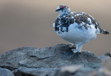 In Piemonte sospesa la caccia a sole quattro specie In Piemonte sospesa la caccia a sole quattro specie (pernice bianca, Lagopus muta)