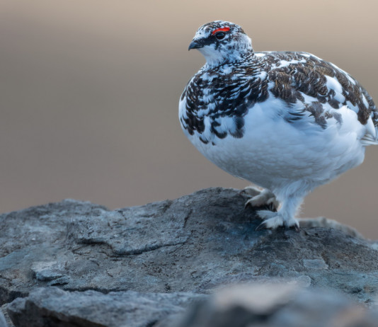 In Piemonte sospesa la caccia a sole quattro specie In Piemonte sospesa la caccia a sole quattro specie (pernice bianca, Lagopus muta)