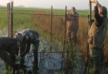 L’Acma nel Parco del Delta del Po: obiettivo dieci anatidi da telemetrare L’Acma nel Parco del Delta del Po obiettivo dieci anatidi da telemetrare