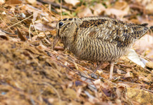 L’Arcicaccia critica lo studio dell’Ispra sui valichi montani in Lombardia L’Arcicaccia critica lo studio dell’Ispra sui valichi montani in Lombardia: beccaccia