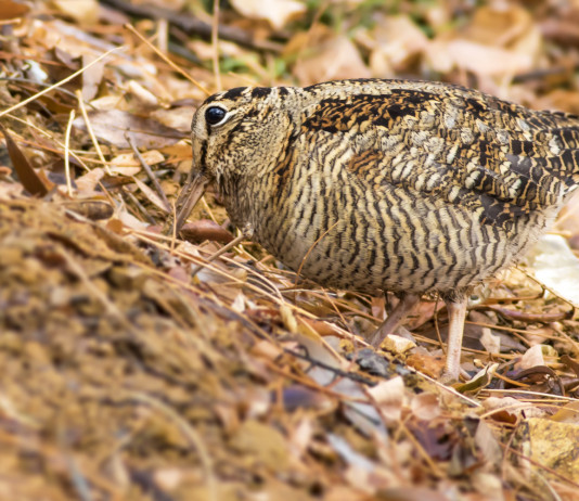 L’Arcicaccia critica lo studio dell’Ispra sui valichi montani in Lombardia L’Arcicaccia critica lo studio dell’Ispra sui valichi montani in Lombardia: beccaccia