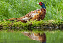La caccia in Lombardia apre regolarmente La caccia in Lombardia apre regolarmente: fagiano si specchia su corso d'acqua