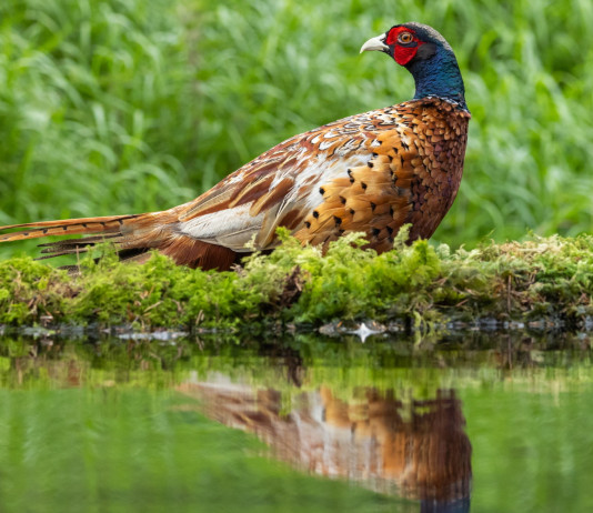 La caccia in Lombardia apre regolarmente La caccia in Lombardia apre regolarmente: fagiano si specchia su corso d'acqua