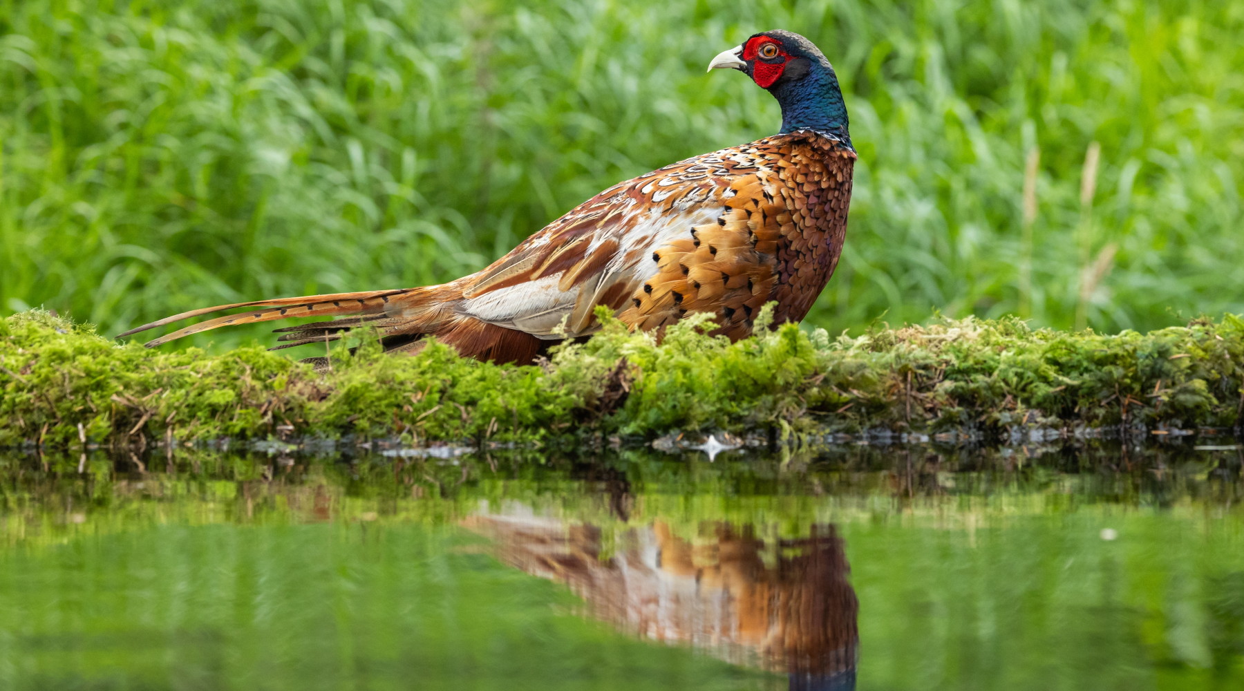 La caccia in Lombardia apre regolarmente La caccia in Lombardia apre regolarmente: fagiano si specchia su corso d'acqua