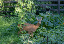 Lombardia uniforma piani di controllo faunistico Lombardia uniforma piani di controllo faunistico: capriolo
