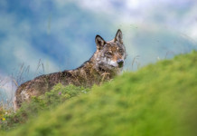 Monitoraggio del lupo in Toscana, Arcicaccia e Cia chiedono chiarimenti alla Regione Monitoraggio del lupo in Toscana, Arcicaccia e Cia chiedono chiarimenti alla Regione